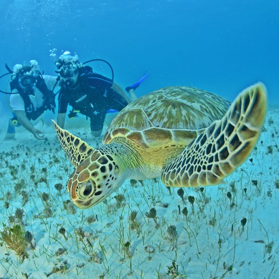 Discovery Scuba Diving 1 Tank + Turtle Coral Reef